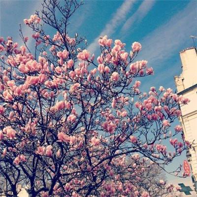 闲置巫师学院中文版游戏下载