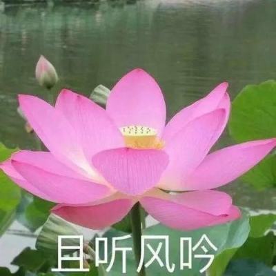 大力神手游下载